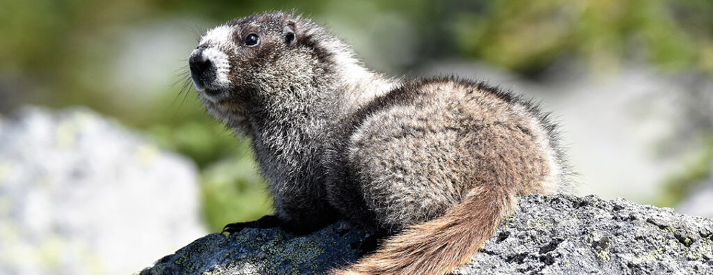 Marmots are frequently seen by hikers and their “whistle” is how Whistler was named!